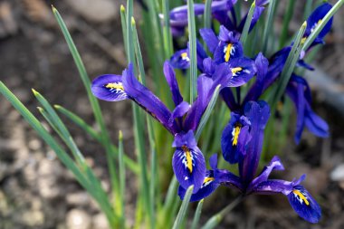 Bahçede büyüyen güzel iris çiçekleri