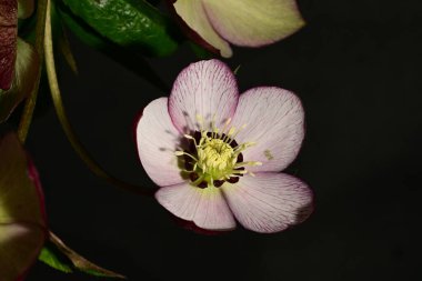 Siyah arka planda güzel bir çiçek. Kapat.