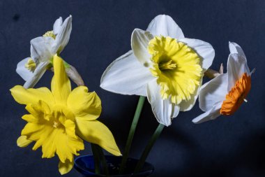 Güzel nergislere yakın dur. Çiçekler koyu arkaplanda. 