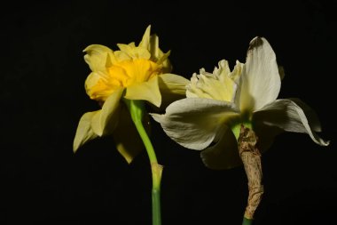 Güzel nergislere yakın dur. Çiçekler koyu arkaplanda. 