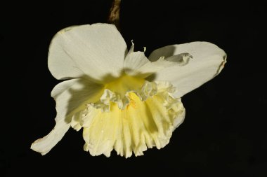 Koyu arkaplandaki güzel nergis ağacını kapat. 