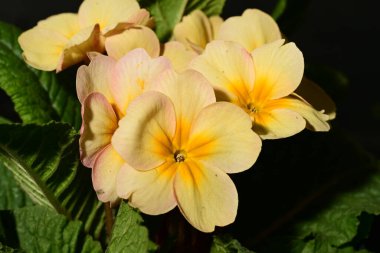 Koyu arkaplandaki güzel çiçekleri kapat. 