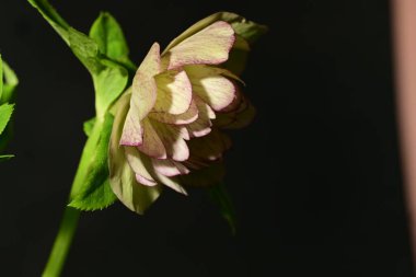Siyah arkaplandaki güzel çiçeğe yaklaş 
