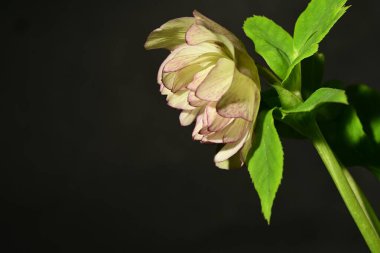 Siyah arkaplandaki güzel çiçeğe yaklaş 