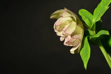 Siyah arkaplandaki güzel çiçeğe yaklaş 