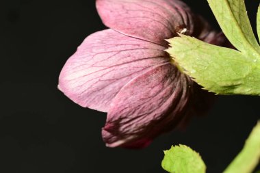 Siyah arkaplandaki güzel çiçeğe yaklaş 