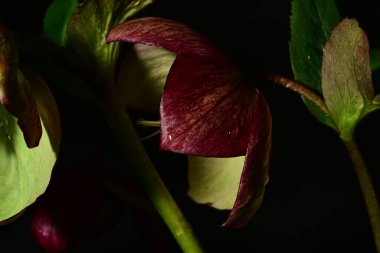 Koyu arkaplandaki güzel çiçeğe yaklaş 