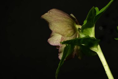 Koyu arkaplandaki güzel çiçeğe yaklaş 