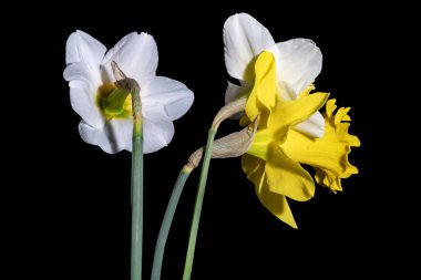 Güzel nergislere yakın dur. Çiçekler koyu arkaplanda. 