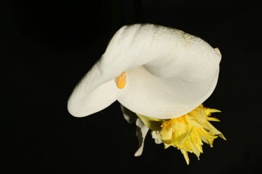 Koyu arkaplandaki güzel çiçekleri kapat 