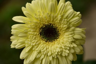 Güzel, parlak Gerbera çiçeğine yaklaş 