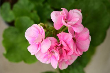 bahçede büyüyen güzel pembe çiçekler