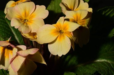 Koyu arkaplandaki güzel çiçekleri kapat 