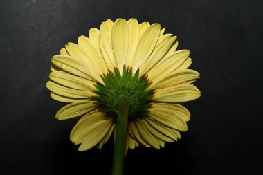 Güzel, parlak Gerbera çiçeğine yaklaş 