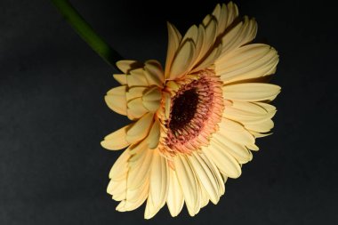 Güzel, parlak Gerbera çiçeğine yaklaş 