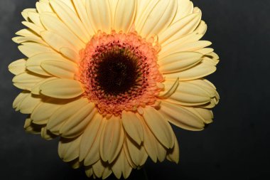 Güzel, parlak Gerbera çiçeğine yaklaş 