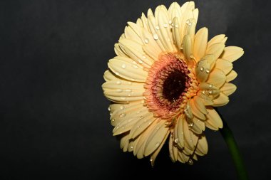 Güzel, parlak Gerbera çiçeğine yaklaş 