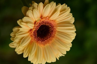 Güzel, parlak Gerbera çiçeğine yaklaş 