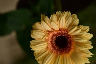 Güzel, parlak Gerbera çiçeğine yaklaş 