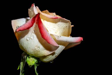 Siyah arka planda güzel bir gül çiçeği