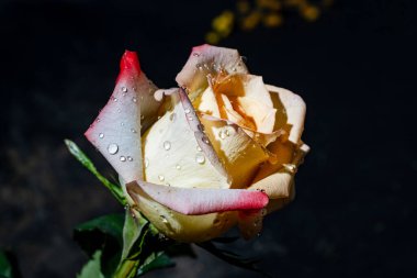 Siyah arka planda güzel bir gül çiçeği