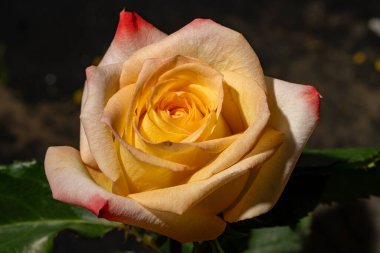 Siyah arka planda güzel bir gül çiçeği