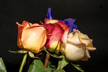 Koyu arkaplanda güzel güller, yaz konsepti, yakın manzara