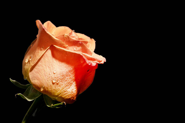 Beautiful rose flower on black background