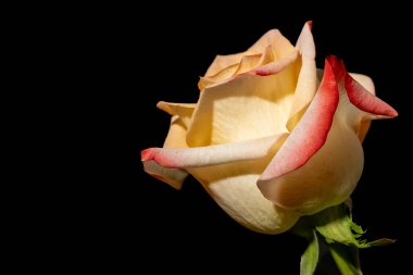 Siyah arka planda güzel bir gül çiçeği