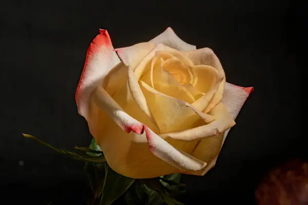 Красива Квітка Троянди Чорному Тлі Стокове Фото