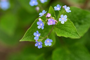 Bahçede büyüyen güzel mor çiçekler, yakın plan..