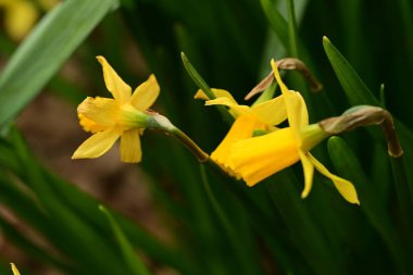 Bahçede büyüyen güzel nergis çiçekleri, yakın plan.