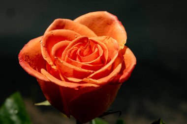 Siyah arka planda güzel bir gül çiçeği