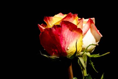 Koyu arkaplanda güzel güller, yaz konsepti, yakın manzara