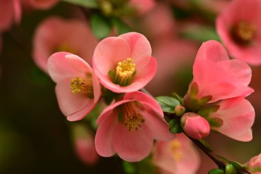 Bahçede büyüyen güzel bahar pembe çiçekleri