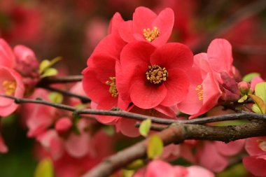 Bahçede büyüyen güzel bahar pembe çiçekleri