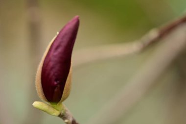 Bahçe içinde güzel pembe Manolya
