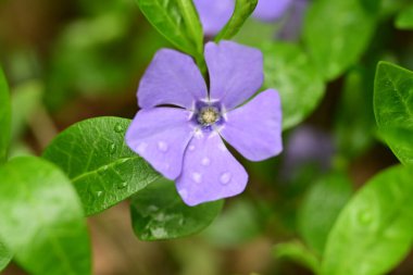 Bahçede büyüyen güzel mor çiçekler, yakın plan..