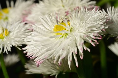 güzel paskalya çiçekleri siyah arkaplanda