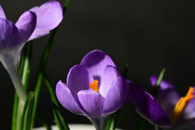 Siyah arka planda güzel mor timsahlar