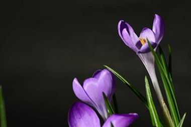 Siyah arka planda güzel mor timsahlar