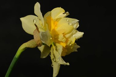 güzel beyaz ve sarı nergis çiçeği siyah arkaplanda