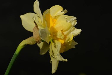 güzel beyaz ve sarı nergis çiçeği siyah arkaplanda
