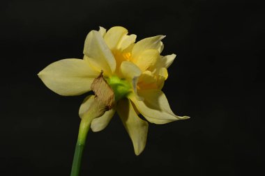 güzel beyaz ve sarı nergis çiçeği siyah arkaplanda