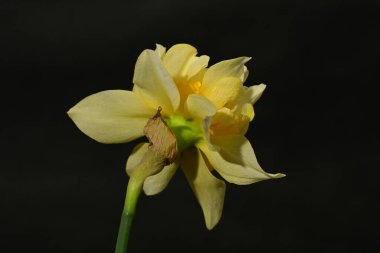 güzel beyaz ve sarı nergis çiçeği siyah arkaplanda