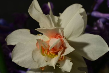 Güzel bahar nergis çiçeği. Yaklaş.