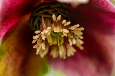 Çiçeklerin açtığı güzel kırmızı çiçekleri kapat.