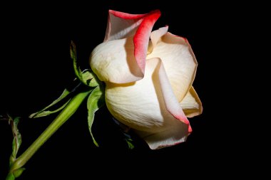 Siyah arka planda harika bir gül çiçeği