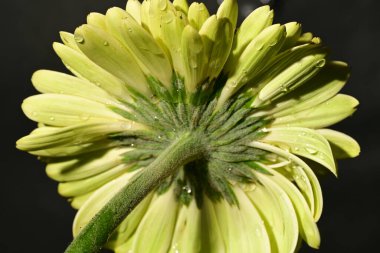 Karanlık arka planda güzel Gerbera çiçeği, yaz konsepti, yakın görüş