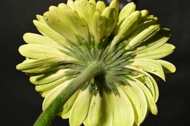 Karanlık arka planda güzel Gerbera çiçeği, yaz konsepti, yakın görüş
